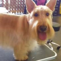 dog1