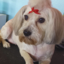 dog2