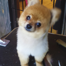 dog6